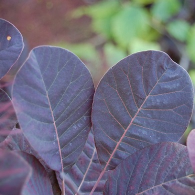 Cotinus coggygria ‘Royal Purple’